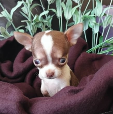 Puppy Frijolito sitting in a dark red fleece blanket surrounded by greenery