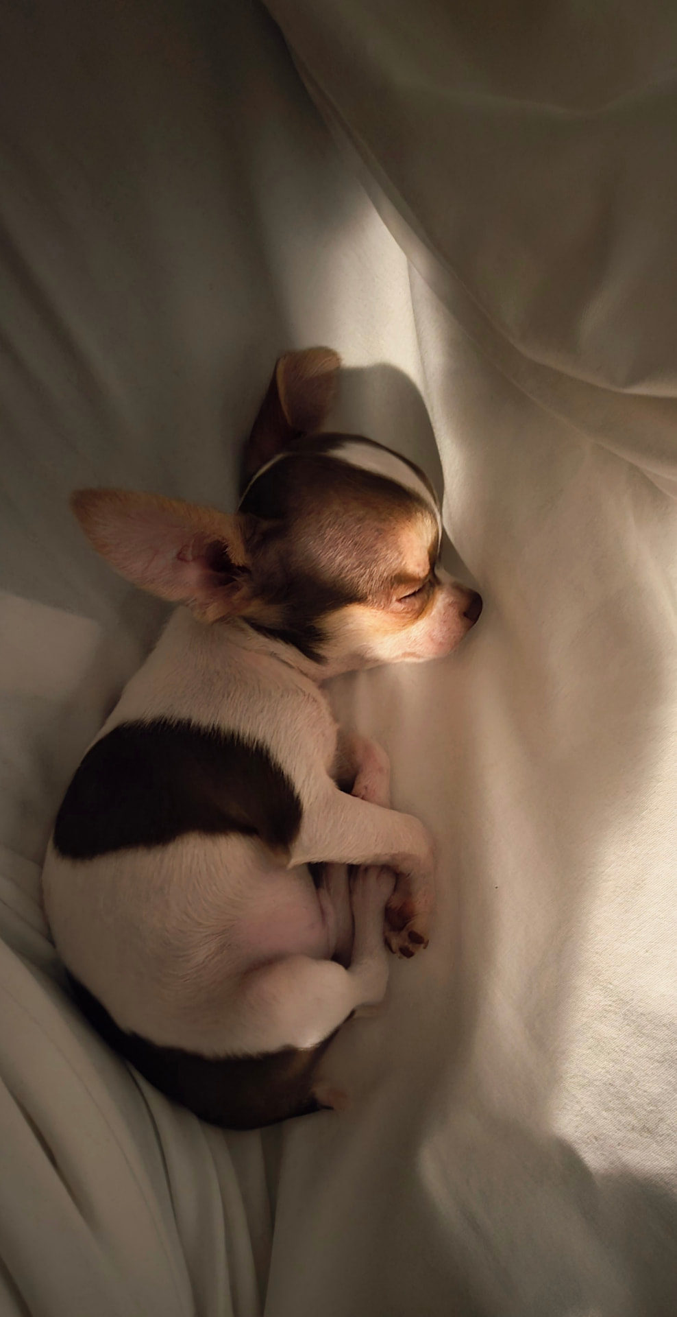 Frijolito curled up asleep in soft cream bedding, lit by warm light