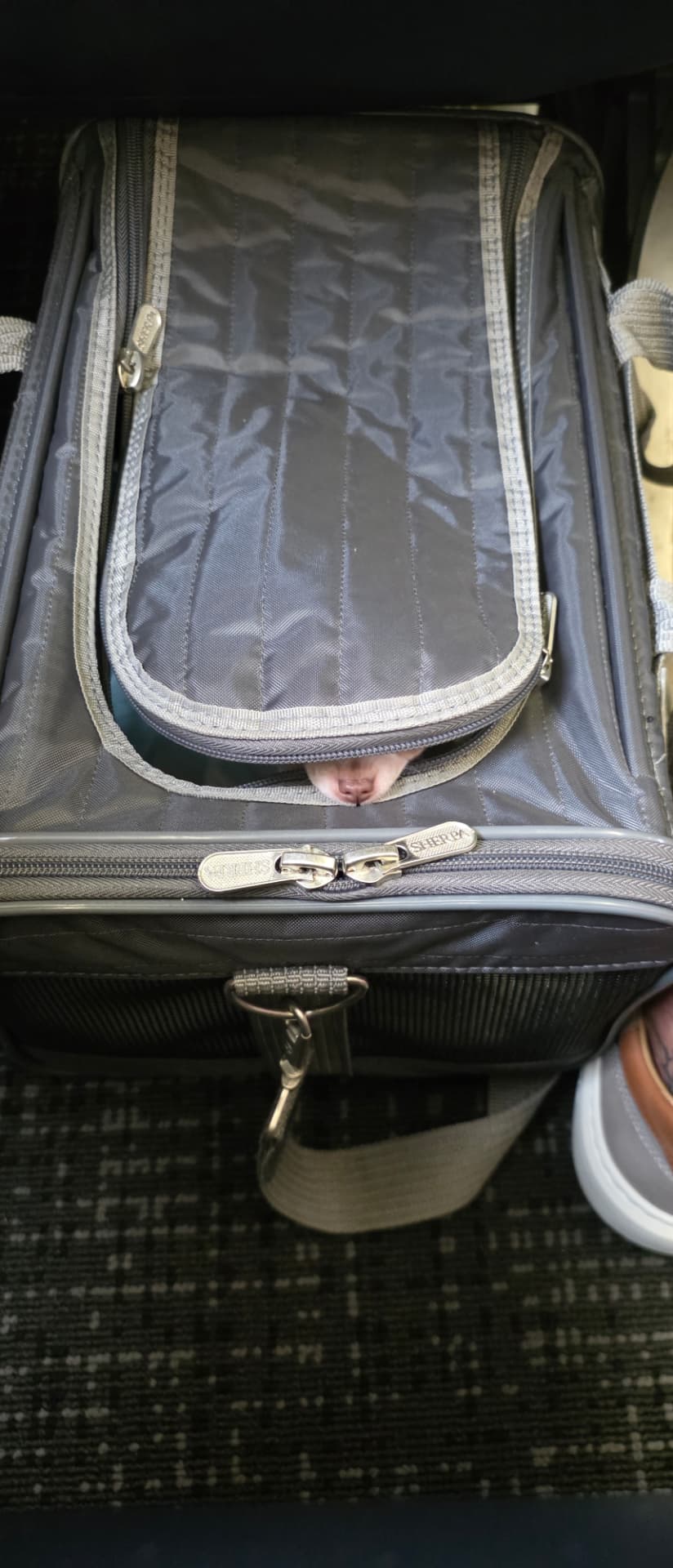 Frijolito's nose poking out through the zipper of a closed travel carrier