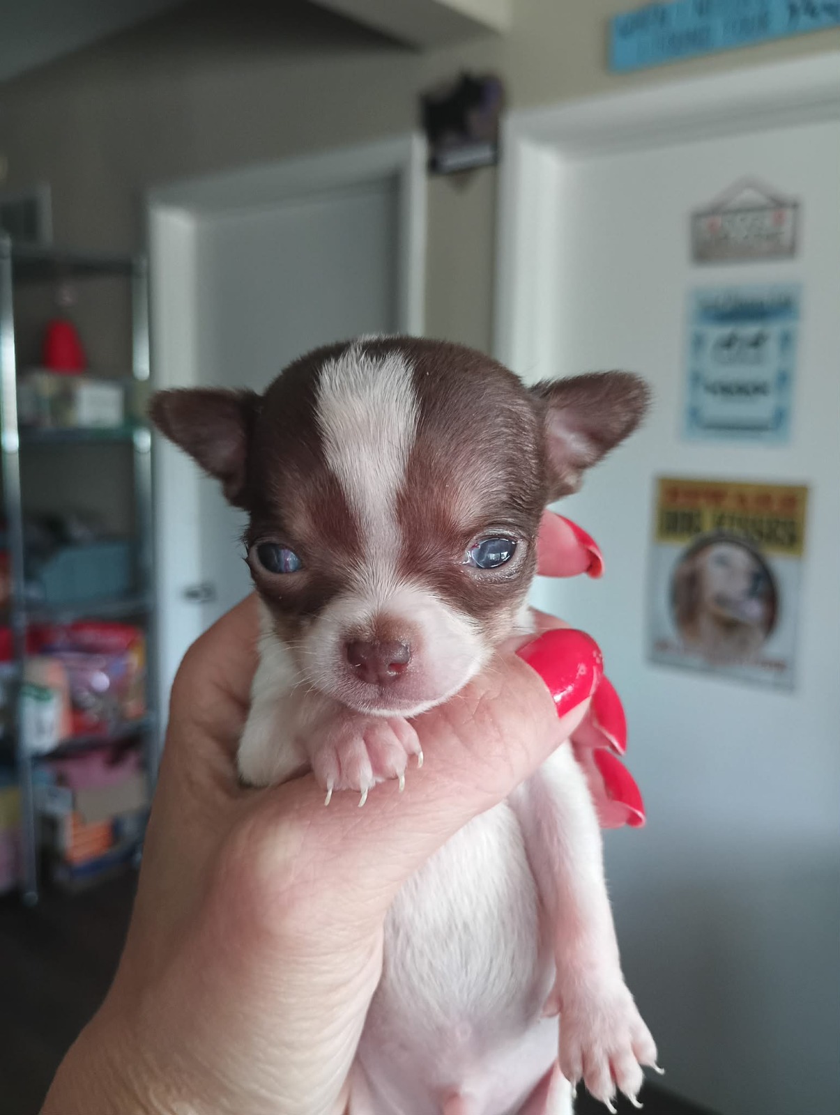 Puppy Frijolito held up in a hand at the rescue, ears out, eyes wide