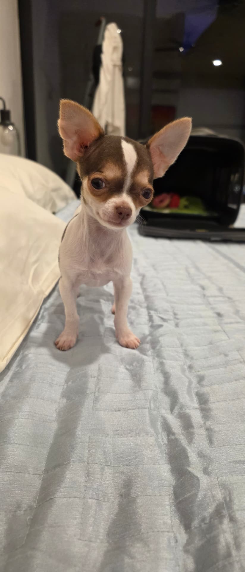 Frijolito standing on a hotel bed at night, ears fully deployed