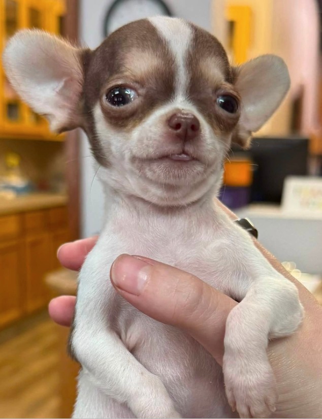 Close-up portrait of Frijolito held in a human hand, ears wide, eyes enormous