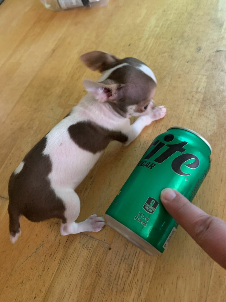 Frijolito lying on a wood floor next to a soda can that is nearly as tall as he is