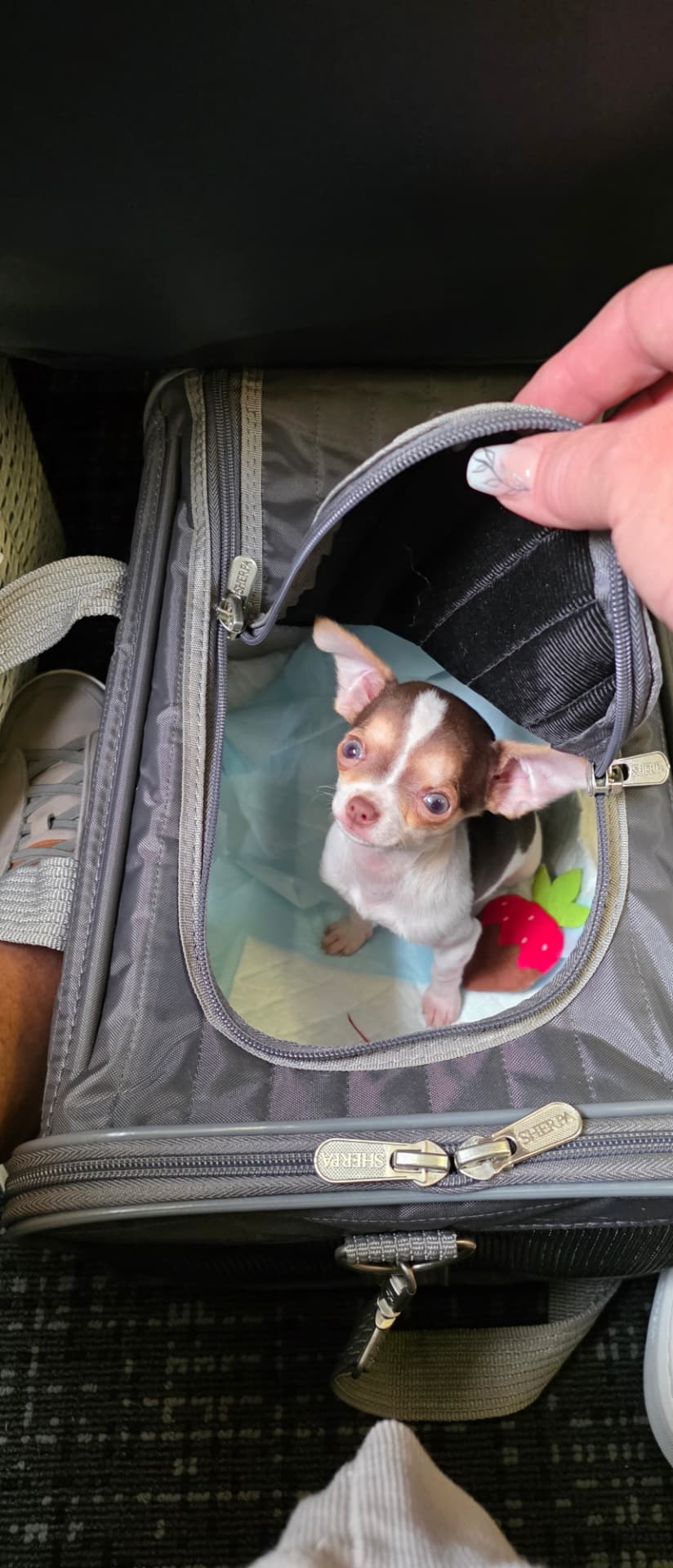 Frijolito looking up from inside a grey travel carrier on an airplane floor