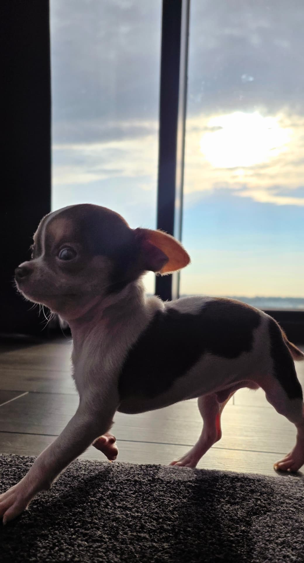 Frijolito, a tiny brown and white chihuahua with enormous ears, standing in silhouette against a sunrise window