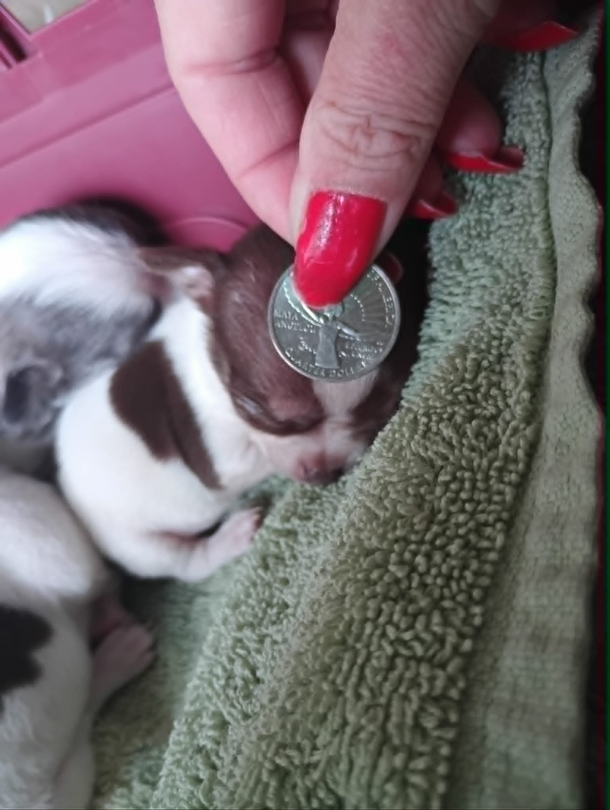 Newborn Frijolito asleep on a green towel with a US quarter resting on his head